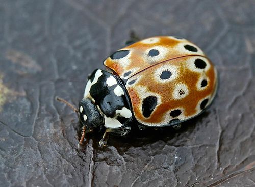 Anatis ocellata